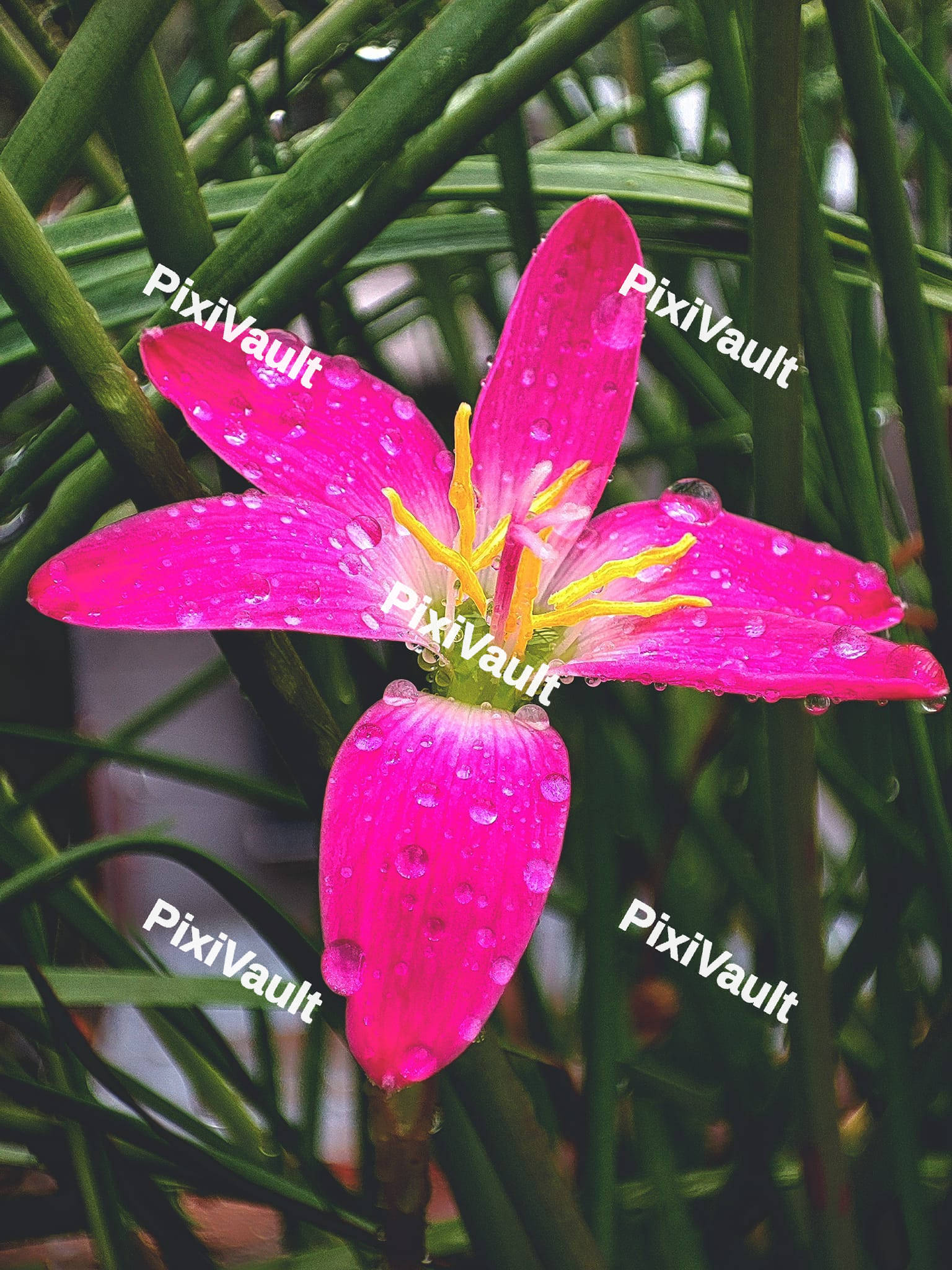 Pink rain lilly Flower